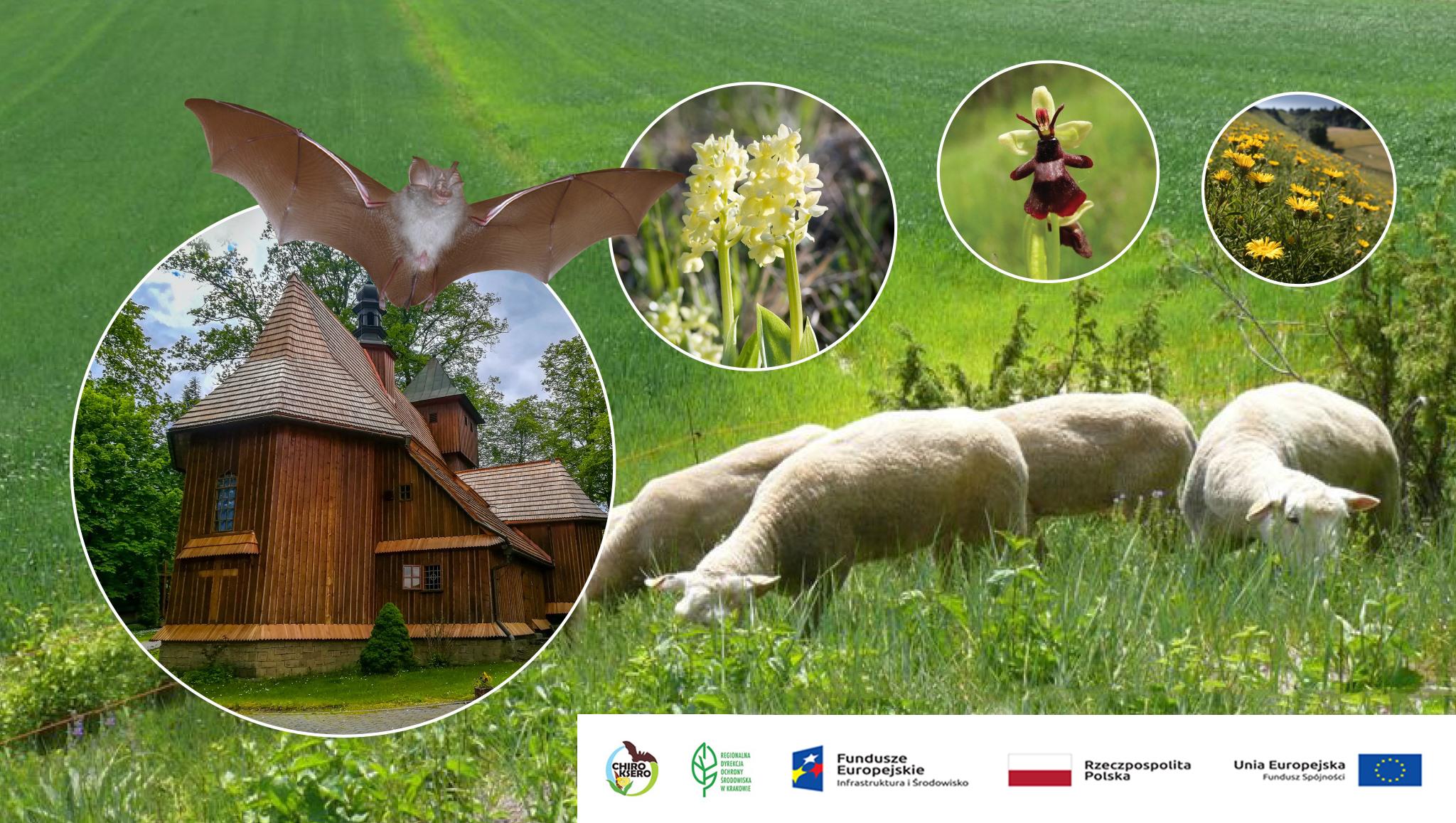 Baner informacyjny projektu pn. ,,Ochrona zagrożonych gatunków i siedlisk chronionych w ramach sieci Natura 2000 w Małopolsce"